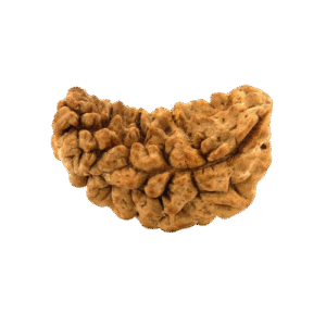 1 Mukhi Rudraksha – Nepali Certified