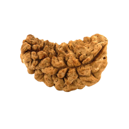1 Mukhi Rudraksha – Nepali Certified