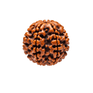 5 Mukhi Rudraksha – Nepali Certified