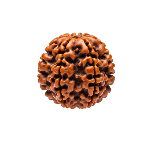 5 Mukhi Rudraksha – Nepali Certified